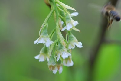 Osmaronia cerasiformis - vonivka třešňová - jarní větévka